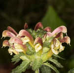 Lousewort